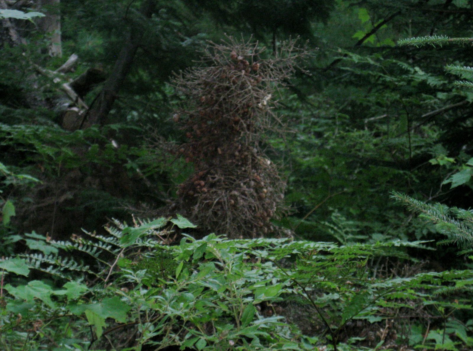 Pine cone tree monster! (use your imagination!)