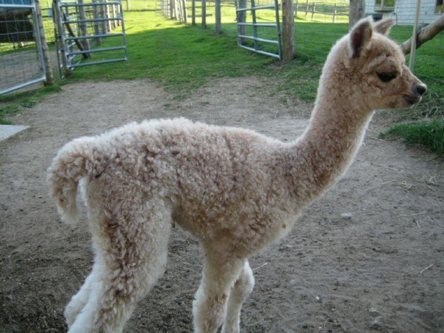 This is Tracy Lynne, a cria born on Jay Mountain Alpaca Farm.