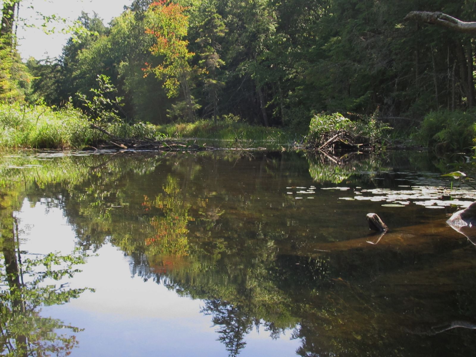 Spider Creek