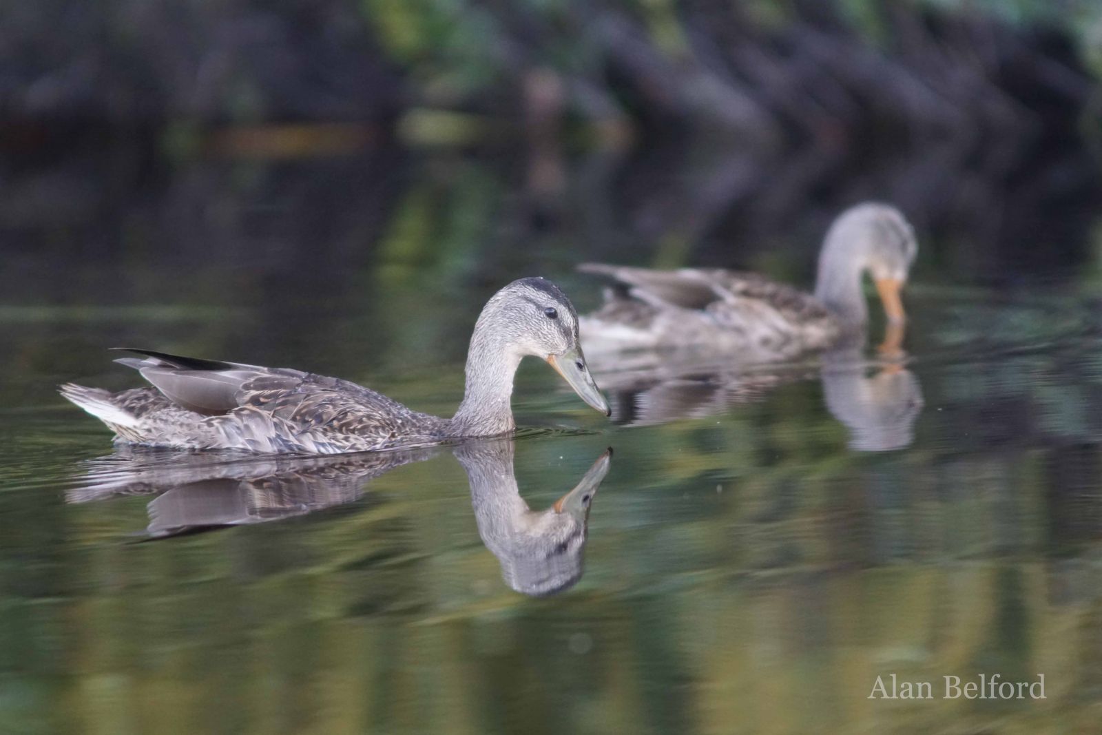 We came across a few groups of feeding Mallards. We came across a few groups of feeding Mallards.