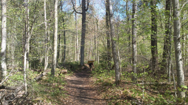 Portage is getting the canoe from pond to pond One of the paths for portage along the seven carries canoe route in Saranac Lake