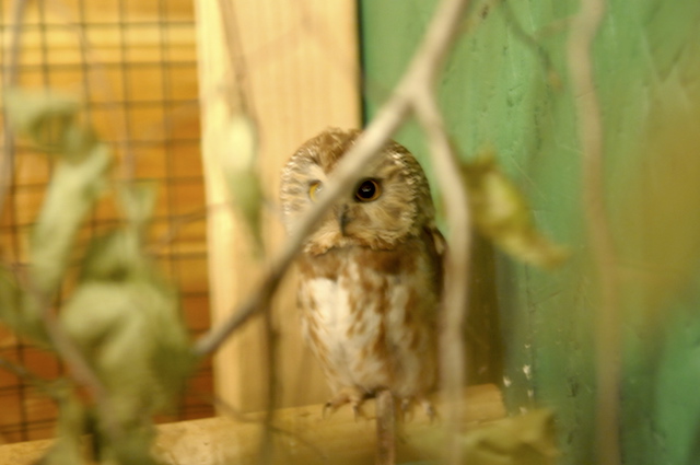 The northern saw-whet owl is an endangered species, so this little one is very important. And little it is: about the size of my palm.