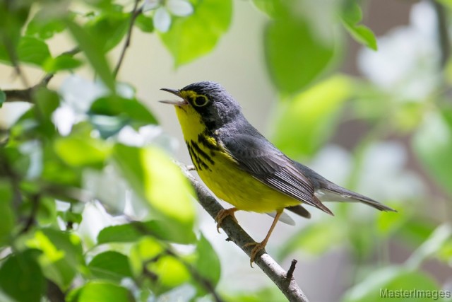 Canada Warbler - Larry Canada Warbler - Larry