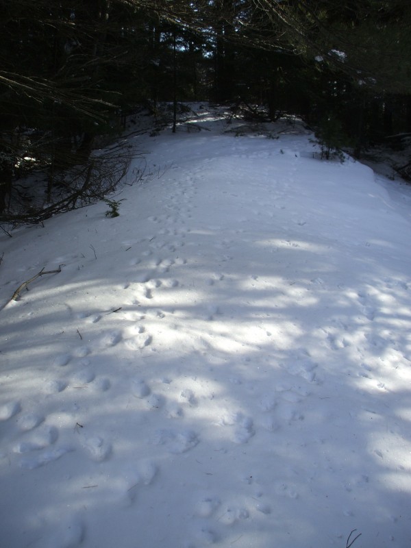 Goose Pond Hill