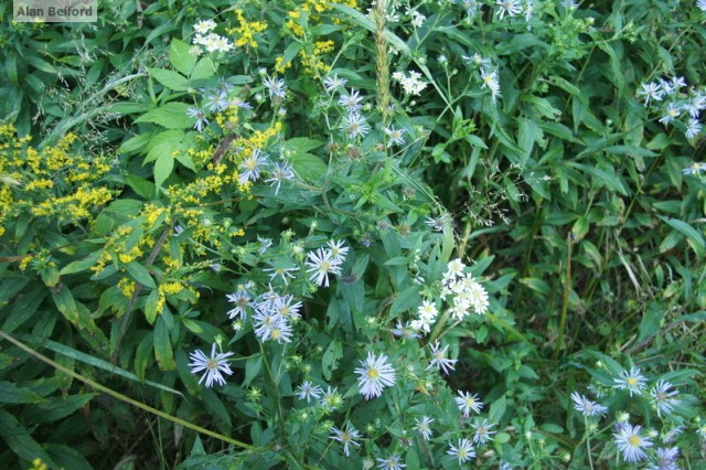 New York asters