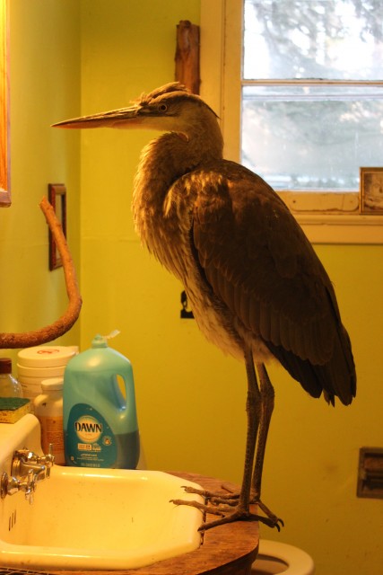A juvenile great blue heron.