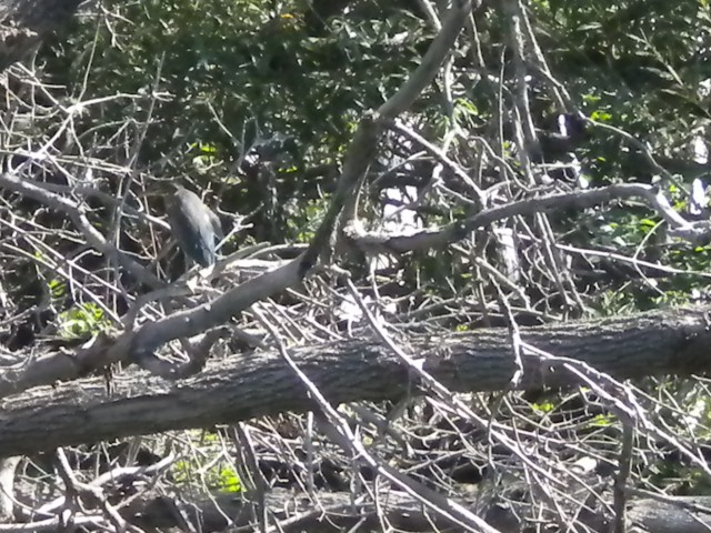 Camouflaged Bird