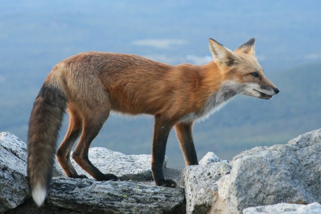 red fox Larry