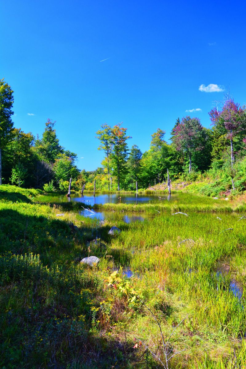 Marshy area near the beaver dam