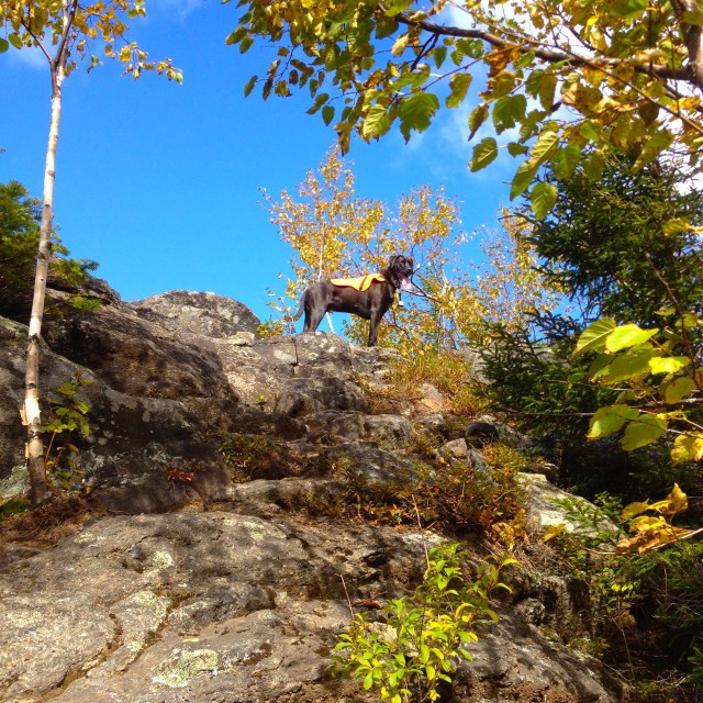 Duke atop Jay Mountain