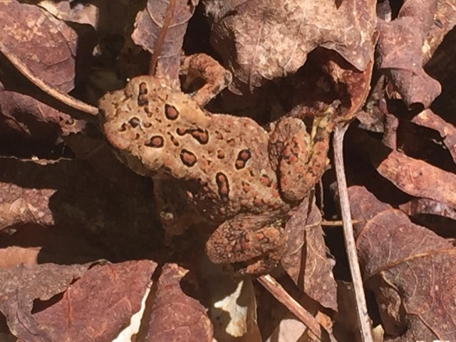 American Toad along the Ampersand Mountain Trail
