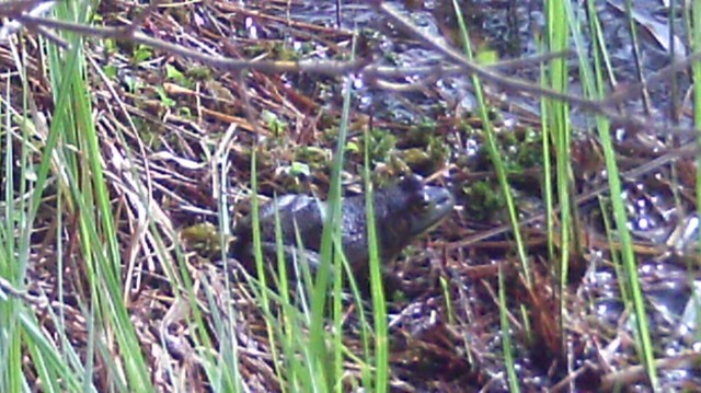 Frog by Moose Mt. Pond