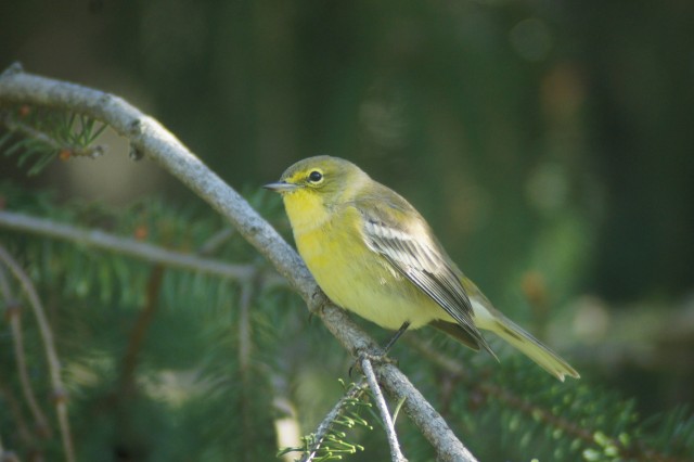 pine warbler