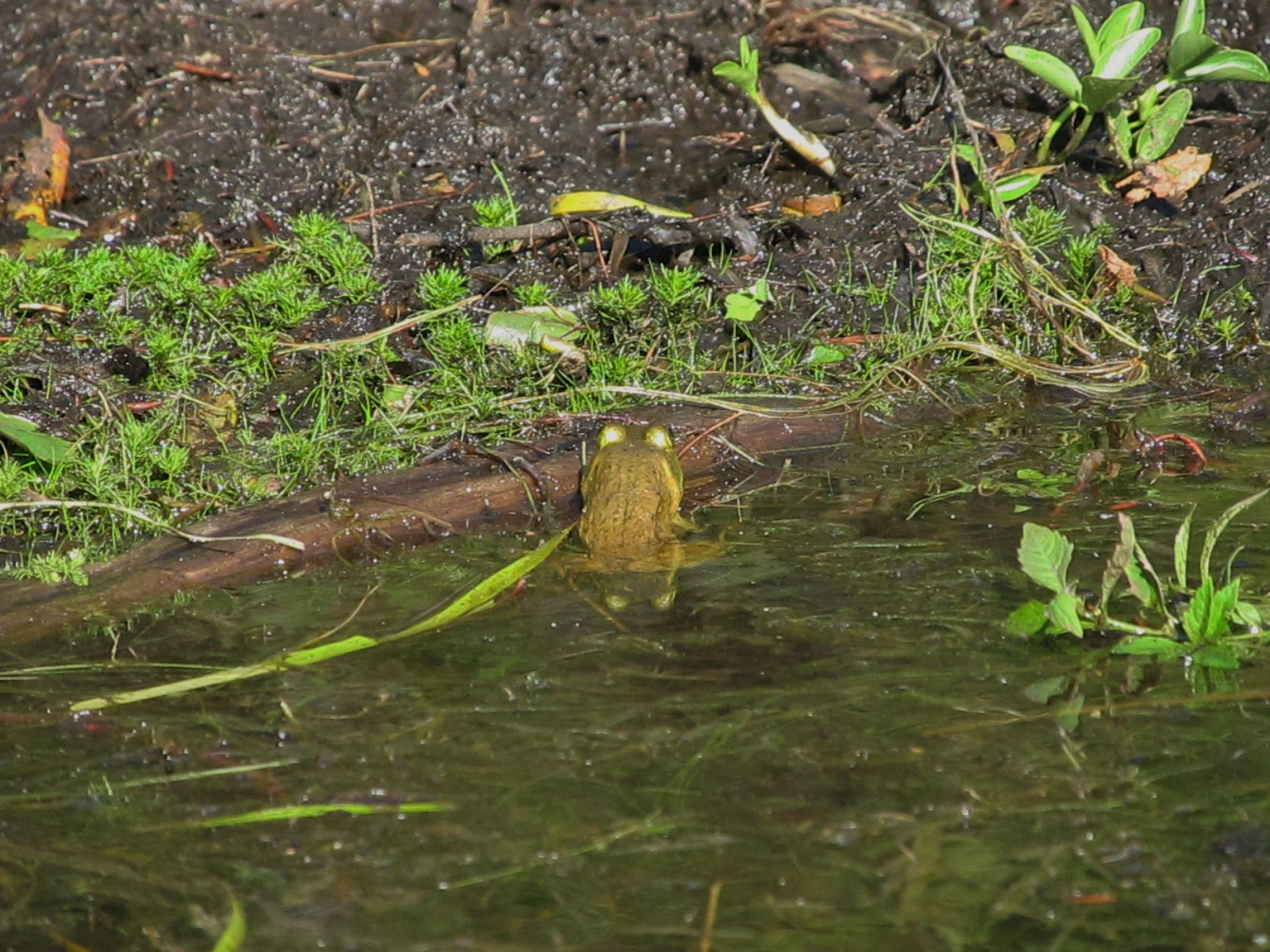 "Ribbit"