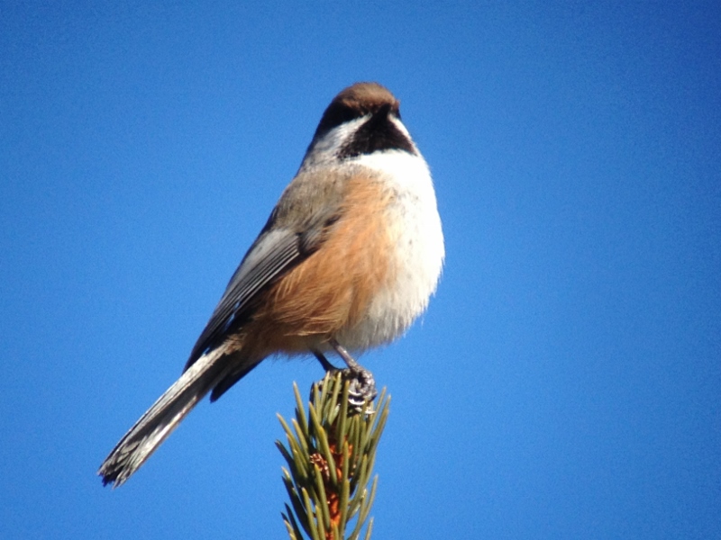 Boreal Chickadee