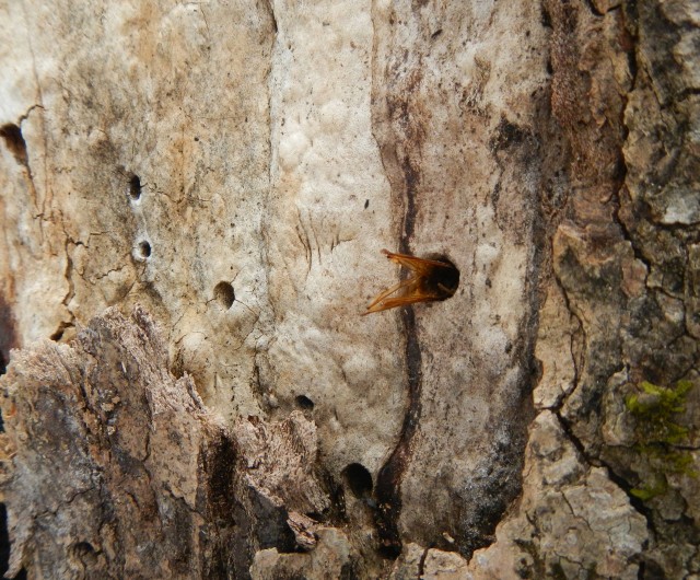 Close up of bore holes