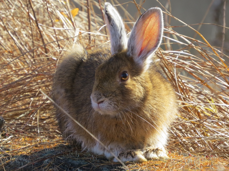 Snowshoe Hare at Massawepie Mire