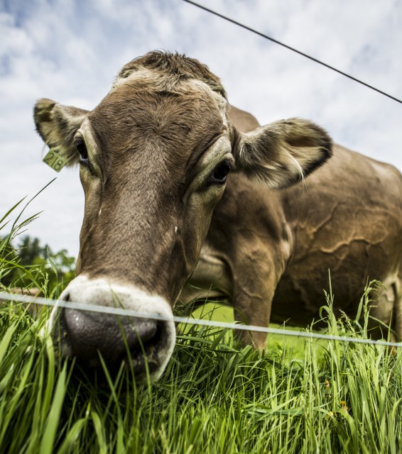 Brown Swiss bovine. There are 11 more of these. They are hearty, sturdy bovines made for hilly and cold landscapes. And they produce fine cheese.