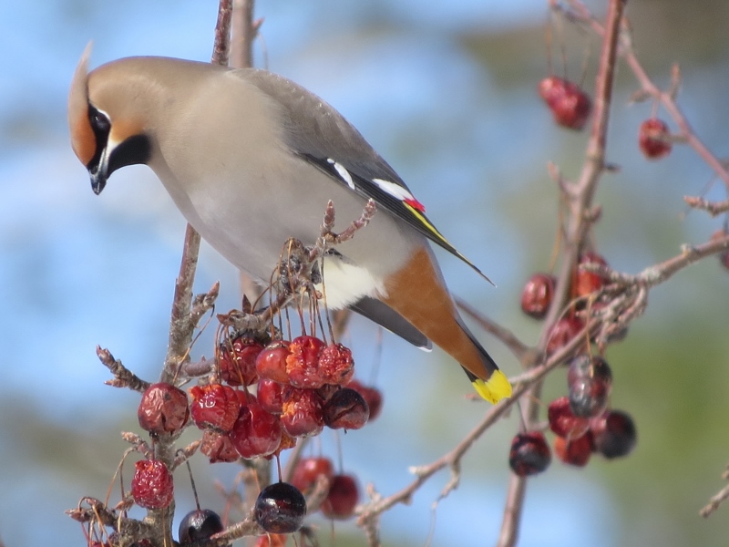 Bohemian Waxwing Photo by Joan Collins