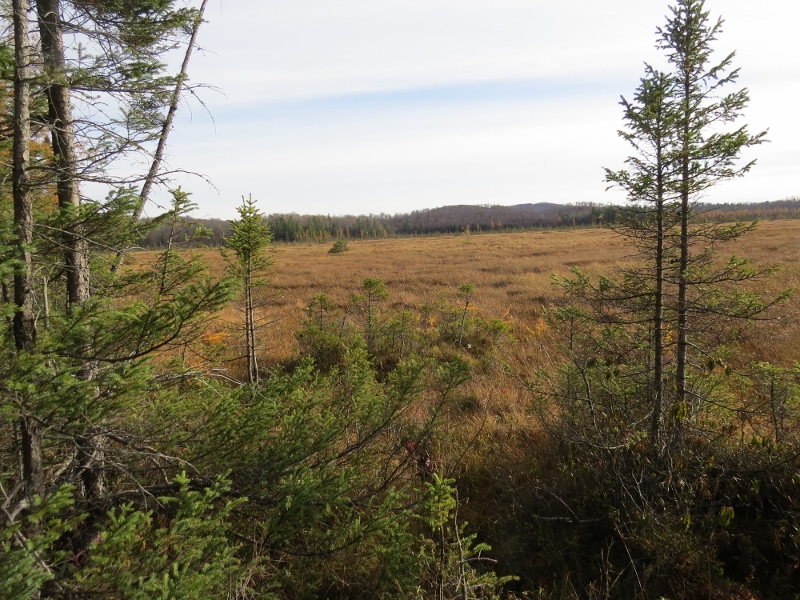 View of Spring Pond Bog