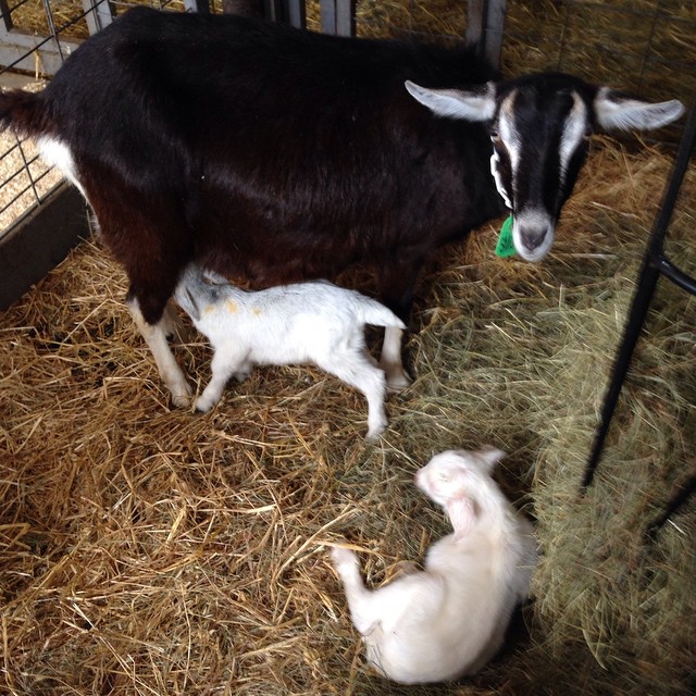 These kids at Asgaard Farm are brand new and still getting the hang of things.