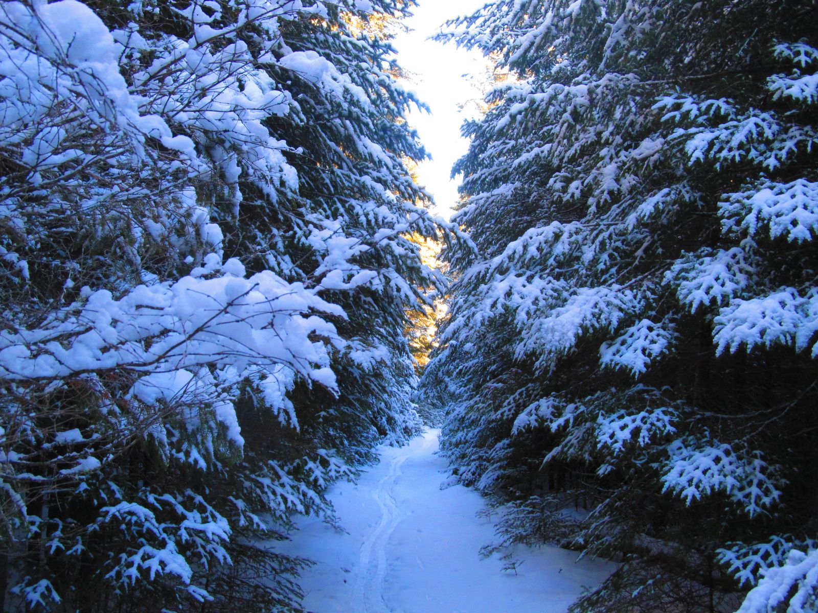 Evergreens lined both sides of the trail