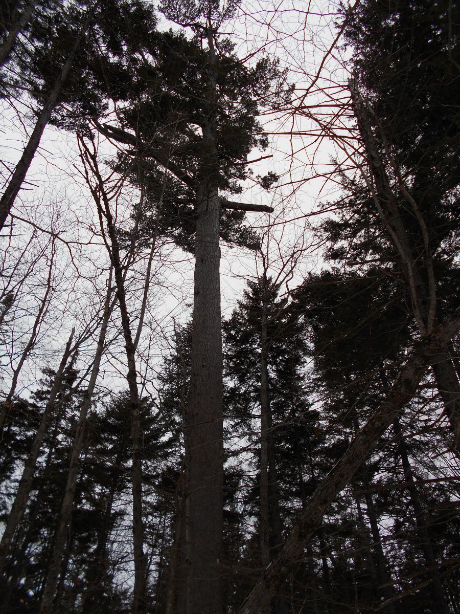 Its hard to capture the size of the Big Pine in photograph