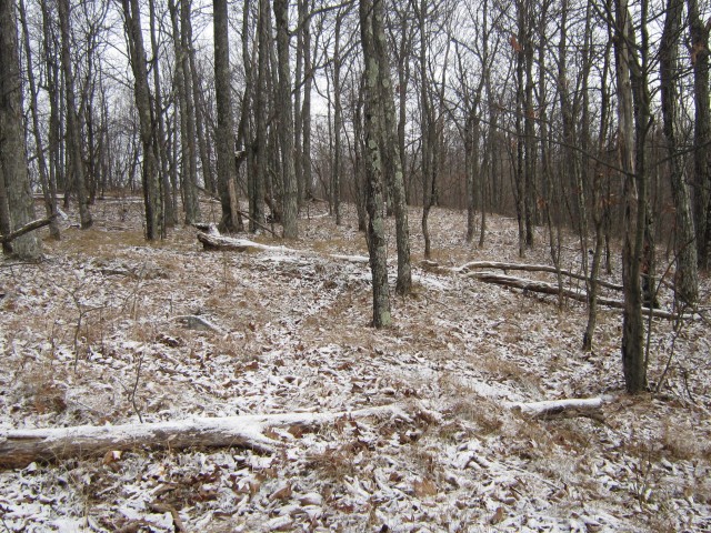 Wildway Overlook glades in November