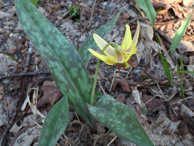 Trout Lily along Ampersand Mountain Trail