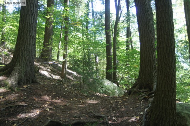 Hemlocks Panther