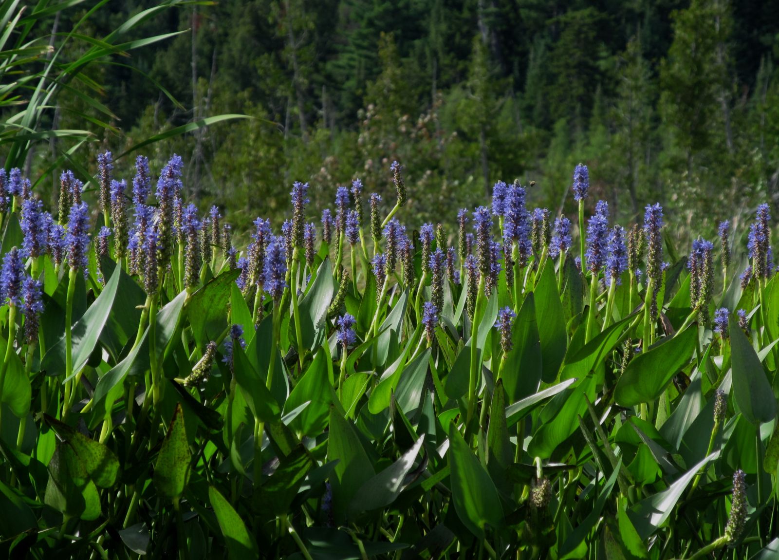 Pickerelweed can be seen from the from your vehicle.