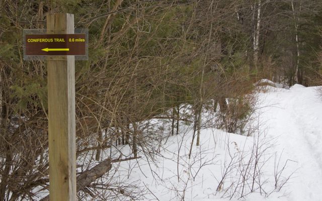 The Coniferous Trail