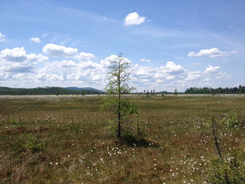 Spring Pond Bog Preserve Photo by Joan Collins