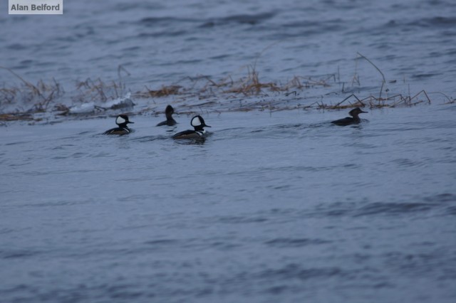 hooded mergansers - AuSable
