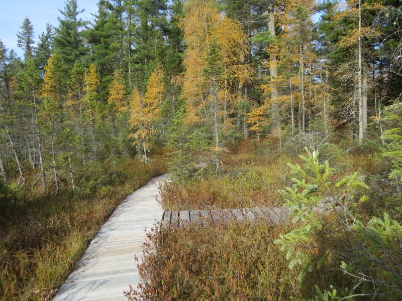 Boardwalk at Spring Pond Bog