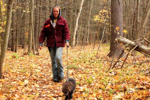 A refuge staff member walks Wobbles the fisher.