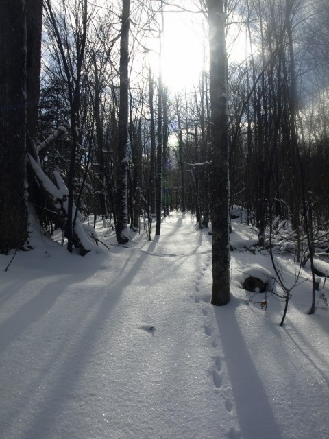 Trail Trail