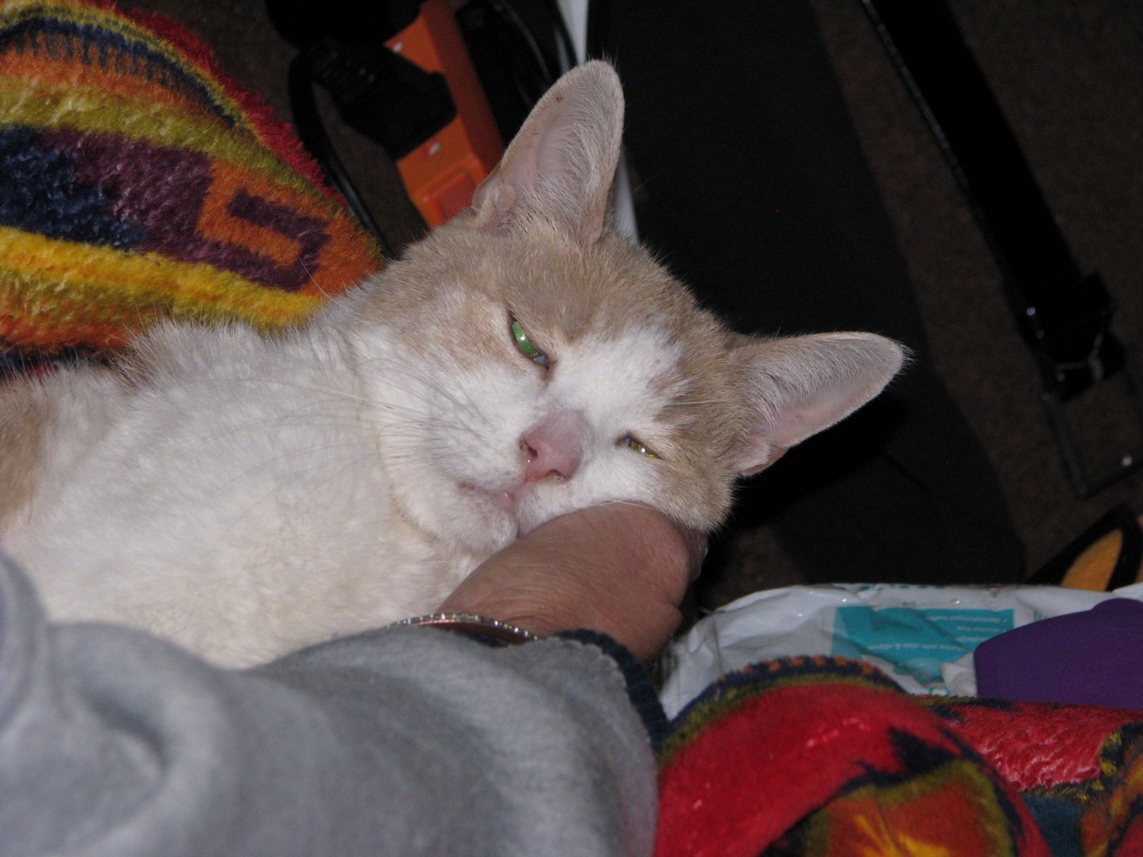 She was a good cat to the end.