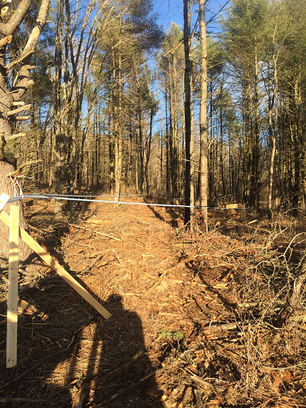 Sap line at North Hill Maple Farm.