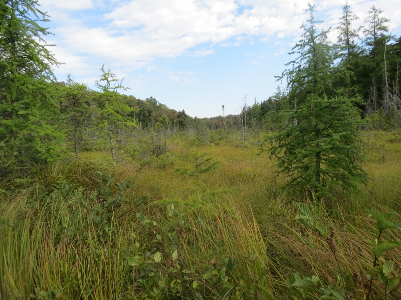 Bog along the Low's Ridge - Upper Dam Trail