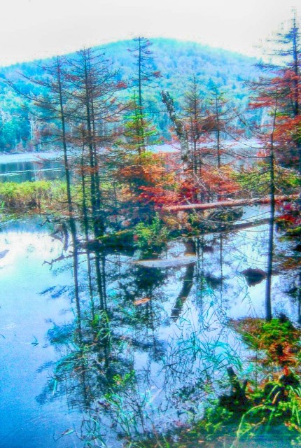 Pond