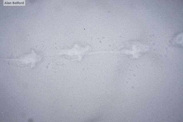 Ruffed Grouse Tracks Ruffed Grouse Tracks