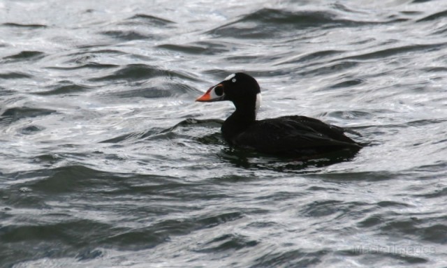 Surf Scoter - Larry