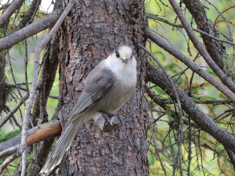 Gray Jay