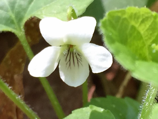Canada Violet along the Ampersand Mountain Trail