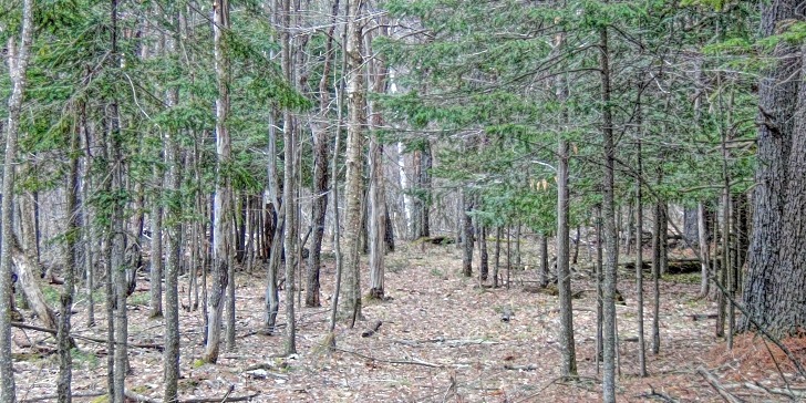 Abundant light on the forest floor while the birches are budding out.