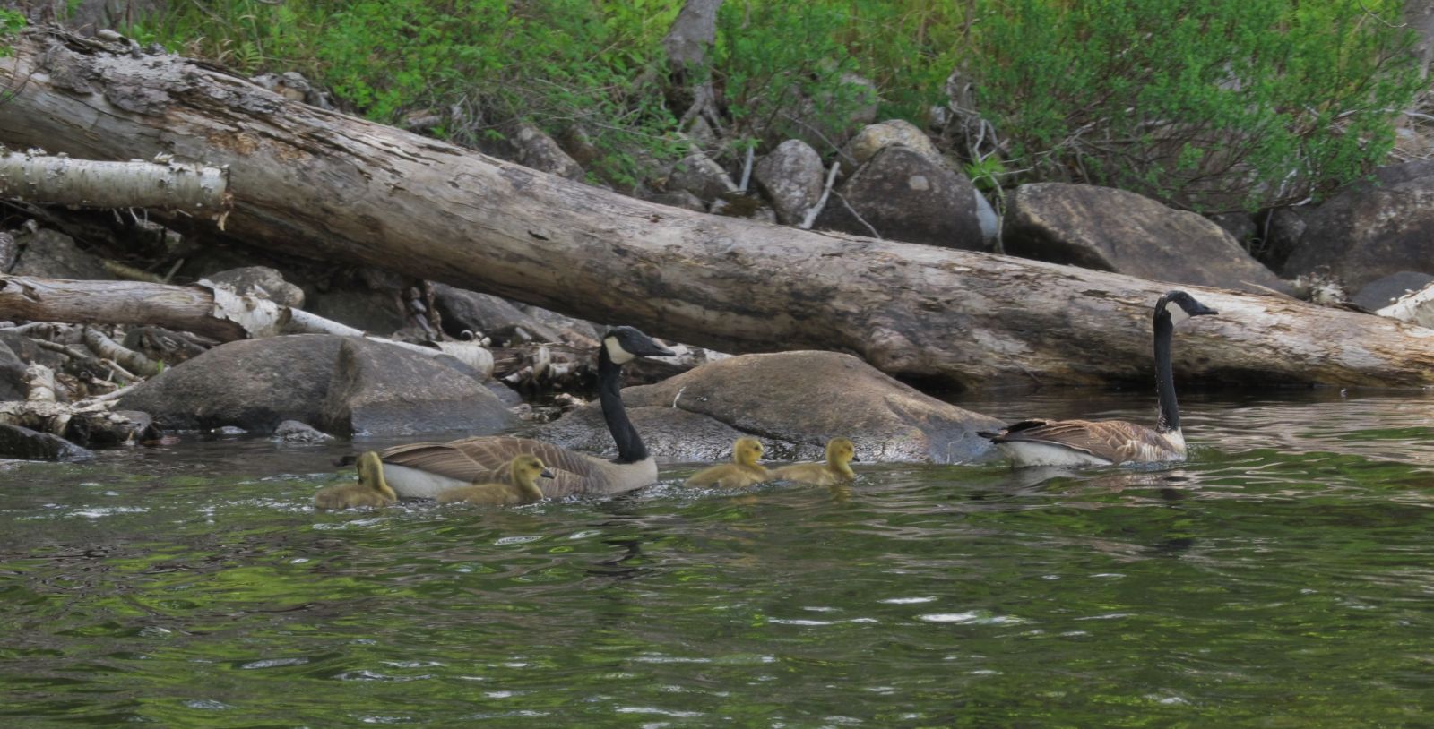 A family enjoying the shoreline!