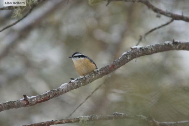 rb nuthatch rb nuthatch