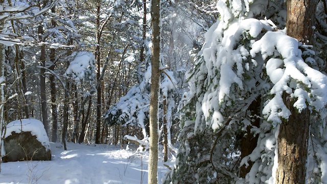 the soft silence of the snowy birch forest the soft silence of the snowy birch forest