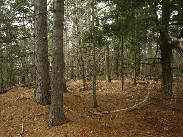 Pines